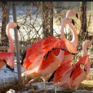 Meet your Posher, Britnee